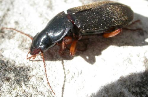 Pseudoophonus rufipes