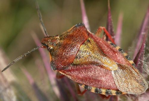 Carpocoris purpureipennis