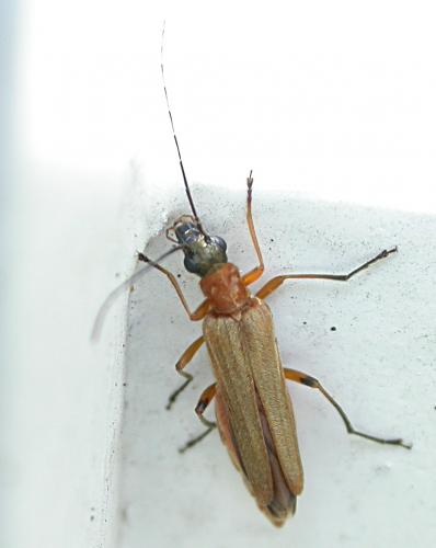 Oedemera podagrariae