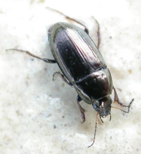 Amara aenea
