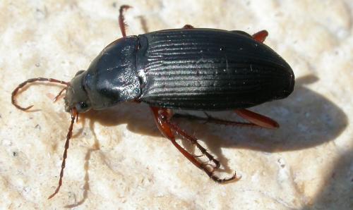 Réf. 27 016 : Calathus fuscipes