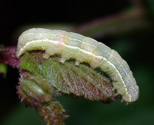 Réf. 27 782 : Orthosia incerta
