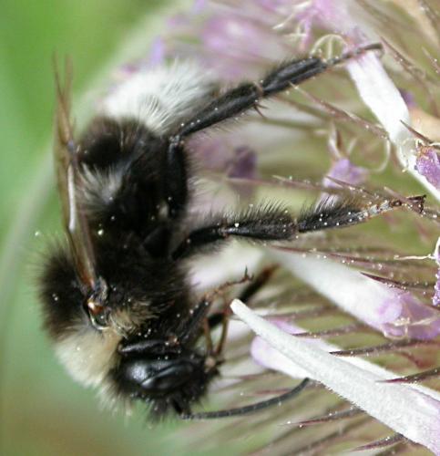 Réf. 27 337 : Bombus sp.