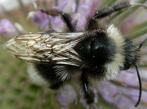 Bombus sp.