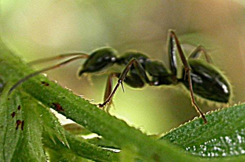 Réf. 27 382 : Formica sp.