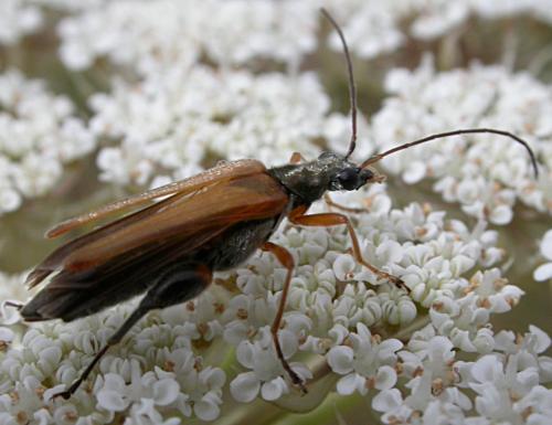 Oedemera podagrariae