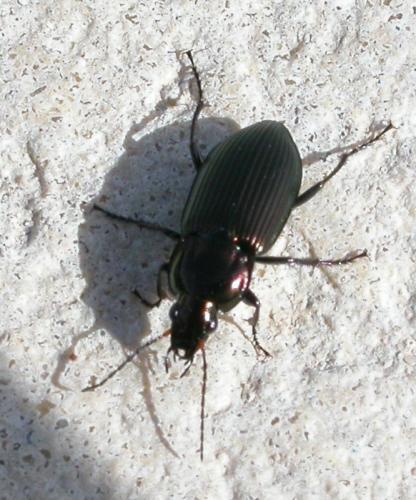 Réf. 27 020 : Poecilus sp.