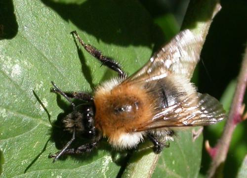 Bombus sp.