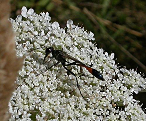 Ammophila sabulosa