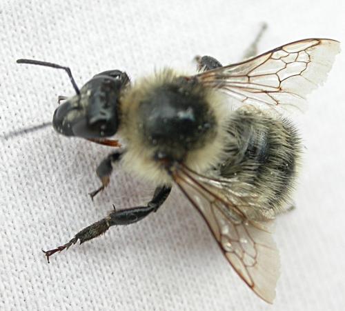 Bombus sp.