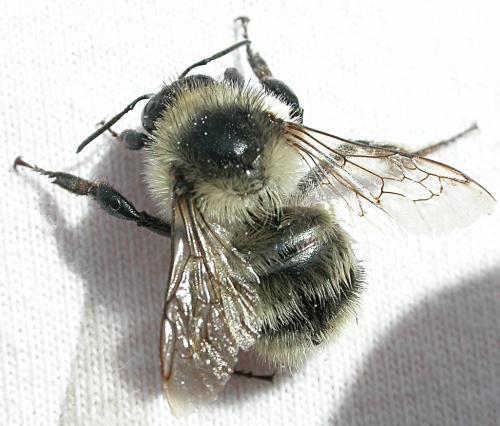 Bombus sp.