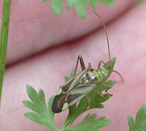 Adelphocoris sp.