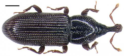 Cossonus linearis