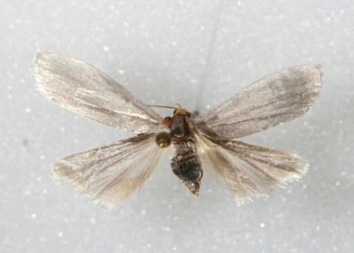 Eilema uniola