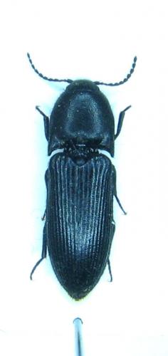 Ampedus scrofa