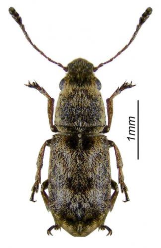 Réf. 27 210 : Enedreytes hilaris