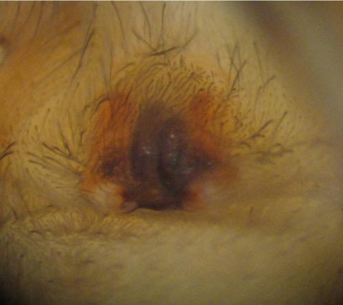 Réf. 27 220 : Clubiona phragmitis
