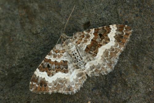 Epirrhoe alternata