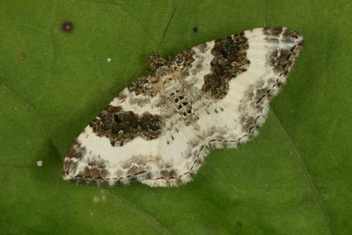 Réf. 27 513 : Epirrhoe rivata