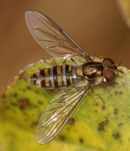 Episyrphus balteatus