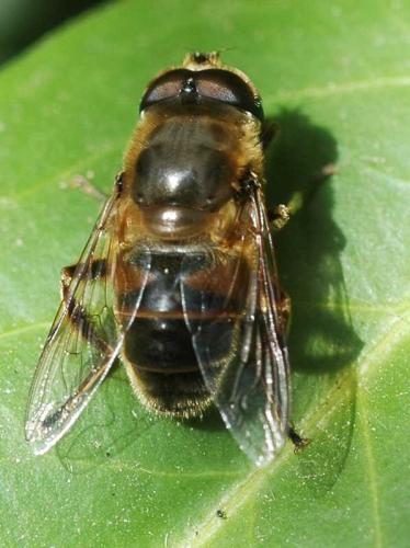 Eristalis tenax