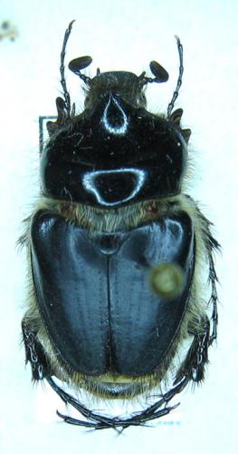 Pachypus caesus