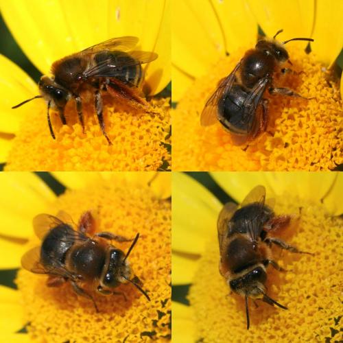 Eucera sp.