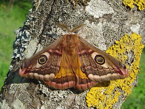 Réf. 27 930 : Saturnia pavonia