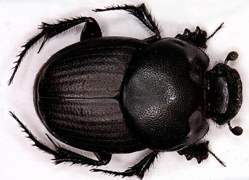 Euonthophagus amyntas
