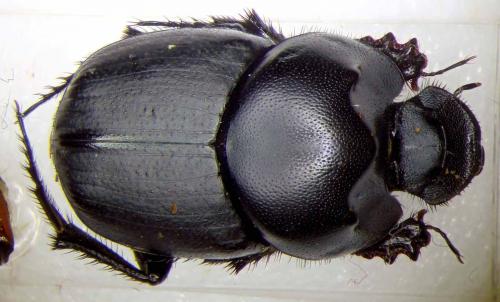 Euonthophagus amyntas subviolaceus