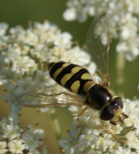 Eupeodes bucculatus
