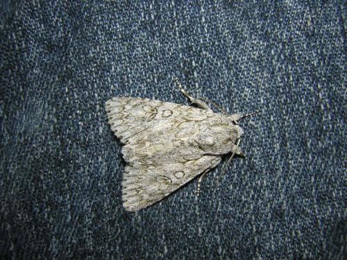 Réf. 27 408 : Acronicta aceris
