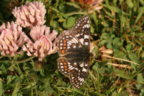 Réf. 27 945 : Euphydryas cynthia