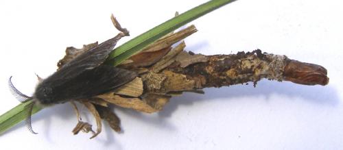 Réf. 27 816 : Canephora hirsuta