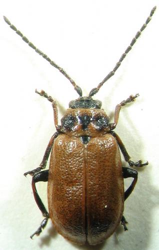 Réf. 27 894 : Lochmaea capreae
