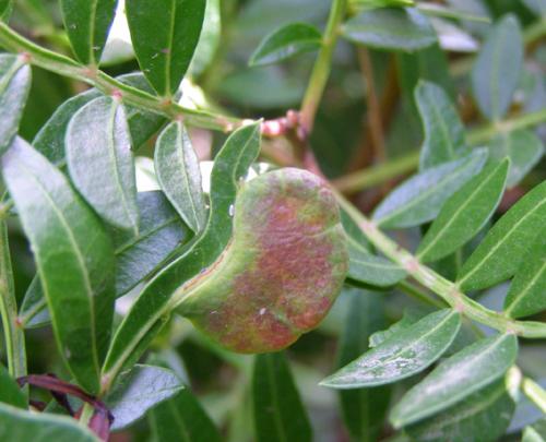 Aploneura lentisci