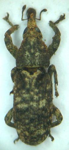 Réf. 27 050 : Gasterocercus depressirostris