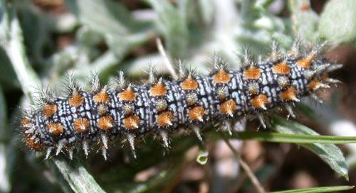 Melitaea didyma