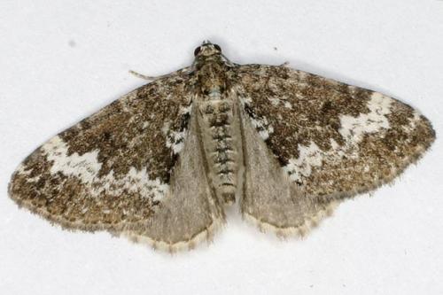 Réf. 27 526 : Perizoma alchemillata