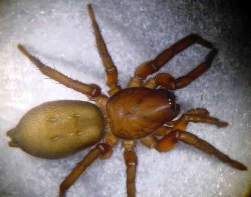 Gnaphosa lucifuga