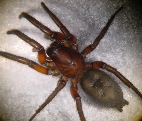 Réf. 27 600 : Gnaphosa lucifuga