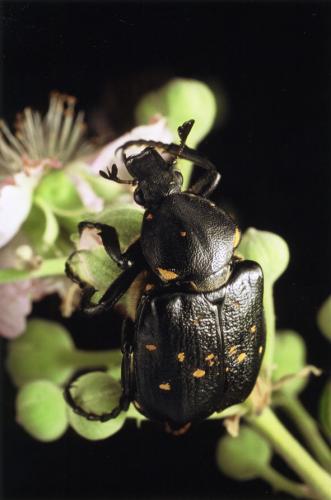 Réf. 27 719 : Gnorimus variabilis