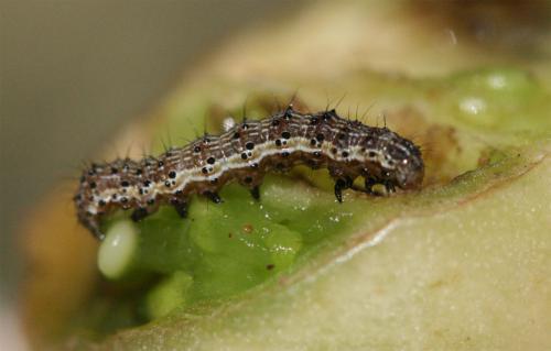 Helicoverpa armigera