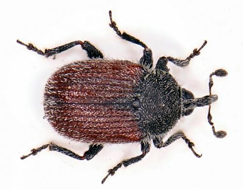 Réf. 27 893 : Gymnetron sp.