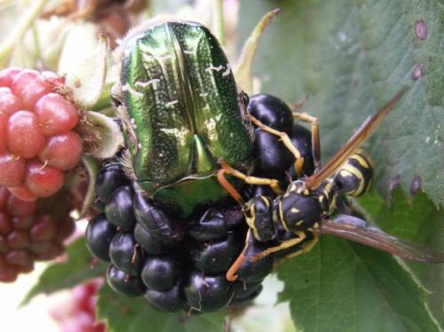 Réf. 27 464 : Cetonia aurata aurata
