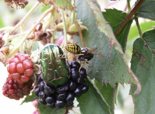 Cetonia aurata aurata