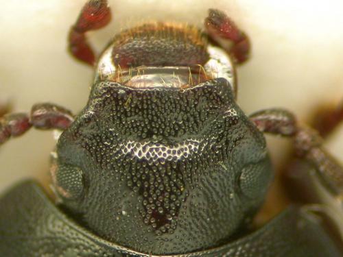 Nalassus harpaloides