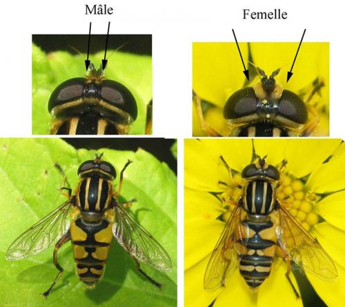 Helophilus pendulus