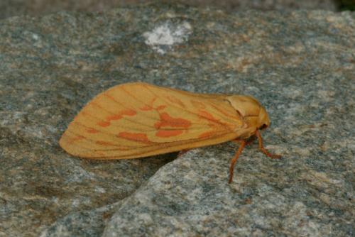 Hepialus humuli