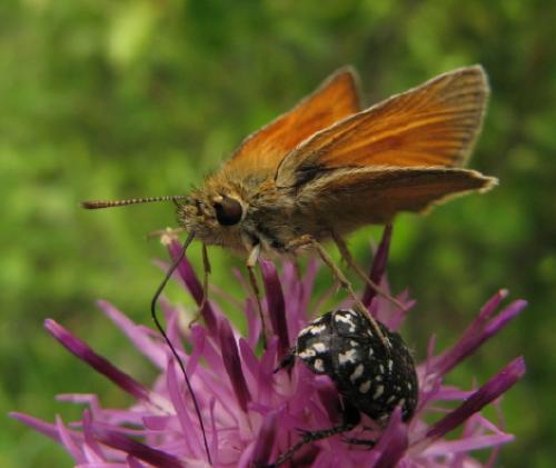 Réf. 27 837 : Thymelicus sylvestris